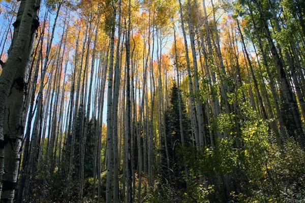 Looking up through a grove of golden aspens near Durango, Colorado