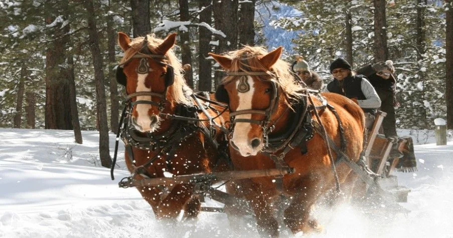 A horse-drawn sleigh ride in the snow near Country Sunshine Bed & Breakfast