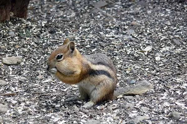A chipmunk near the garden path