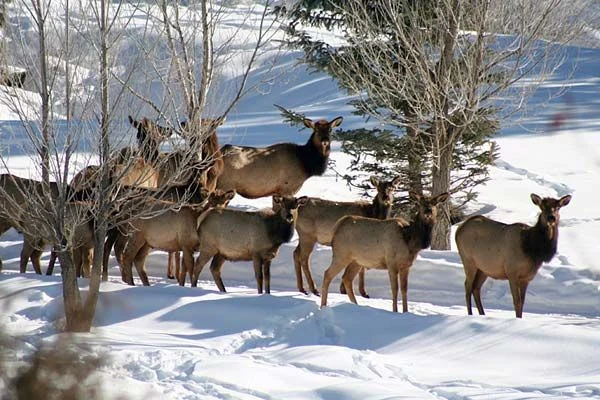 Elk in the snow near the property