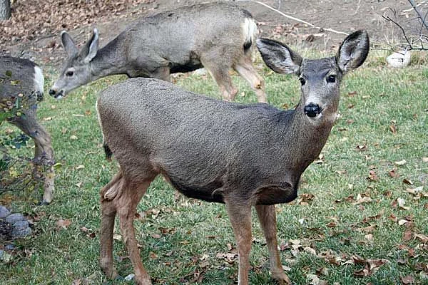 A mule deer on the property's four wooded acres