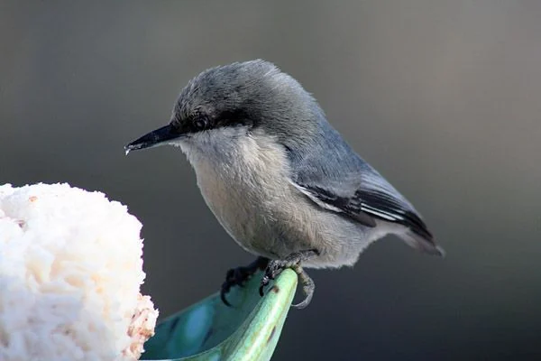 A pygmy nuthatch near the redwood deck