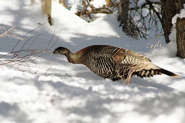 A wild turkey on the property grounds